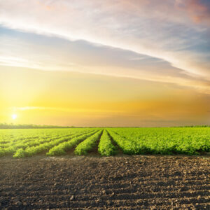 An image of an agricultural field for our article "Can I get an agriculture degree online?"